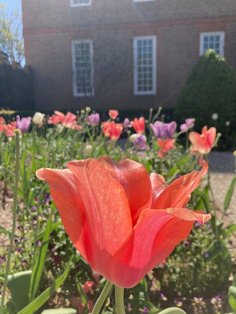 Virginia - Pies 806-856