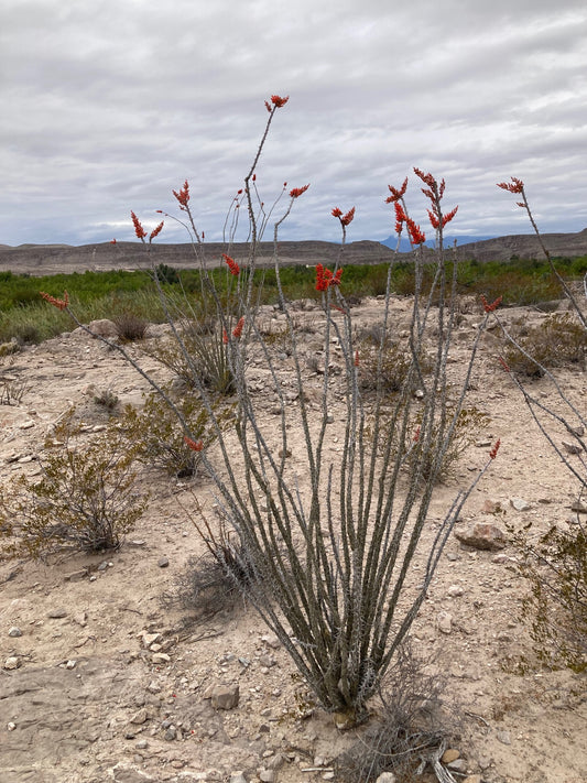 Texas, Part 1 - Big Bend to Dallas area